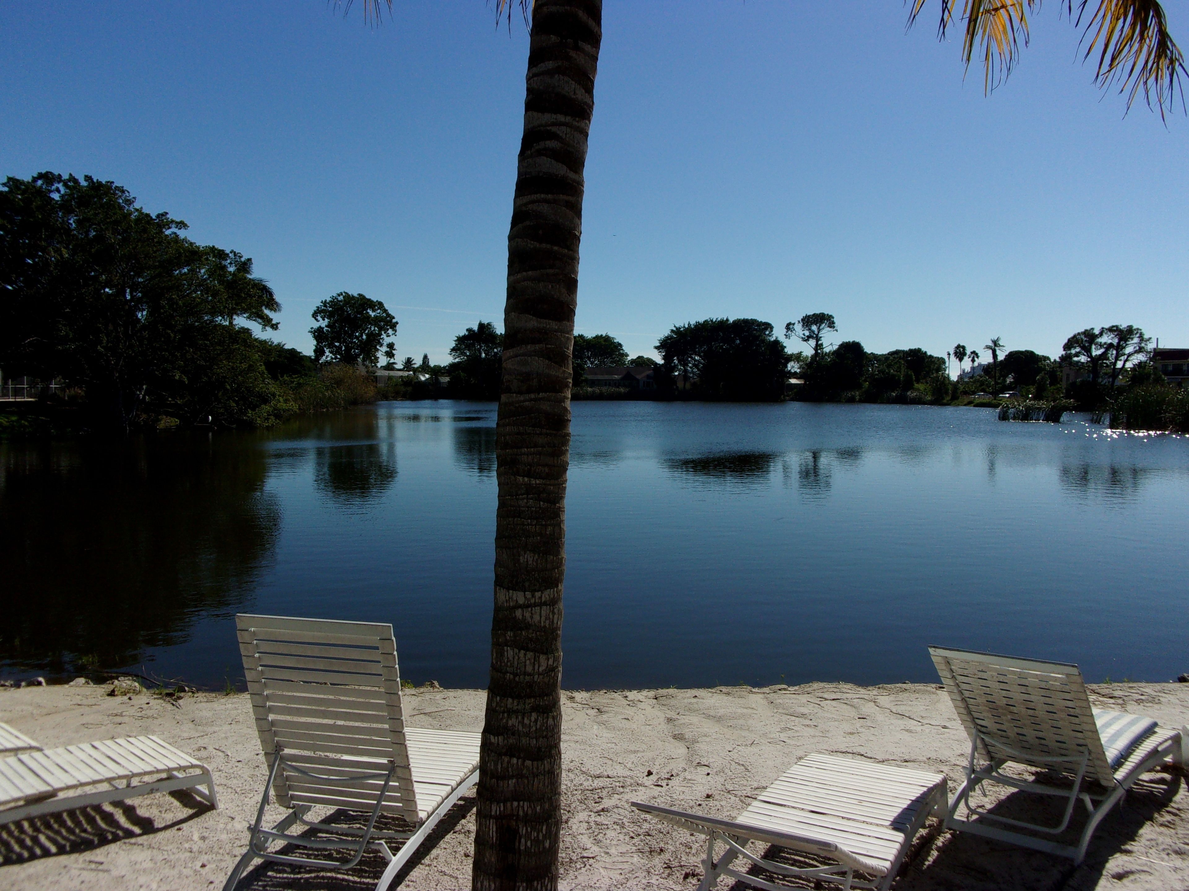 A beach with two white lounge chairs and a palm tree.