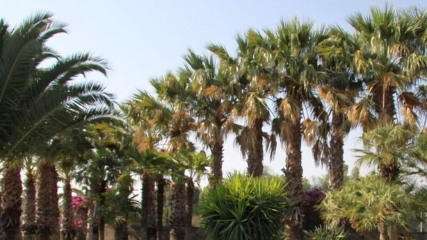 Un jardin bien entretenu, agrémenté de grands palmiers et d’une variété d’arbustes.