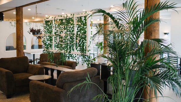 Un interior moderno con sofás, una mesa y plantas colgantes.
