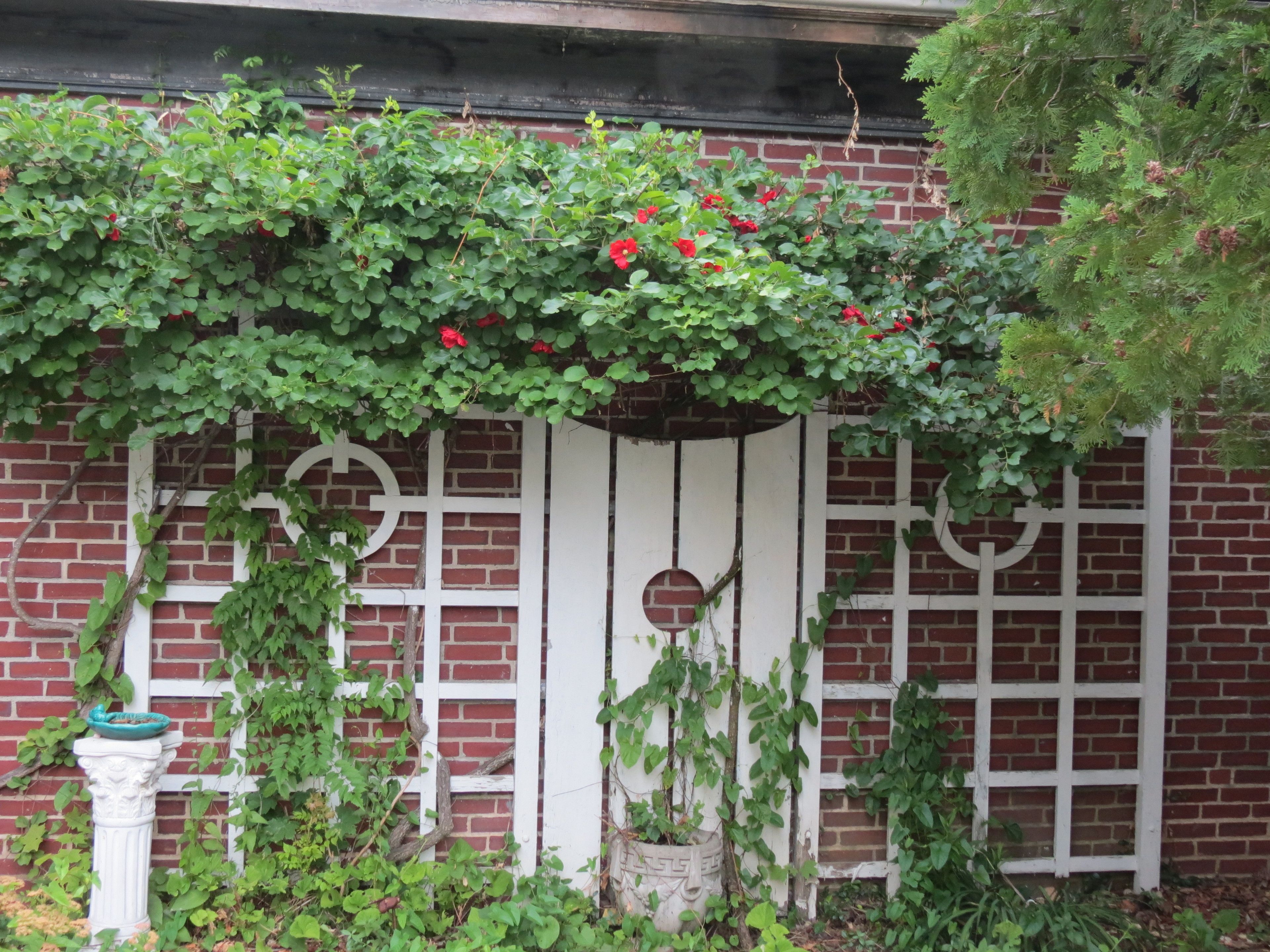 A brick wall with a white wooden lattice structure.