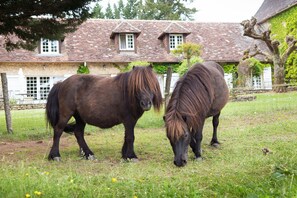 Deux chevaux paissent dans un champ herbeux, avec un bâtiment en pierre en arrière-plan.