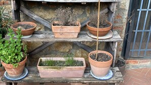 A rustic wooden shelf with terracotta pots containing various plants. - Albergo Casalta (Monteriggioni)