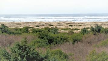 Escape to a serene coastal haven surrounded by lush evergreen and deciduous plants.