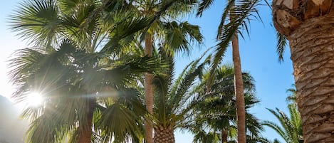 A sign for Belvedere Royal & Spa Hotels with palm trees and a clear sky in the background.