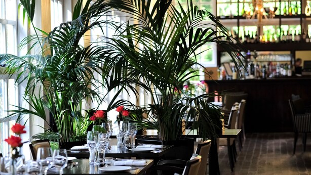 Un restaurante con mesas dispuestas para comer, plantas grandes en macetas y una zona de bar al fondo.