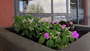 A planter box with green foliage and purple flowers in front of a building with large windows. - Hampton Inn & Suites Cincinnati-Union Center (West Chester)