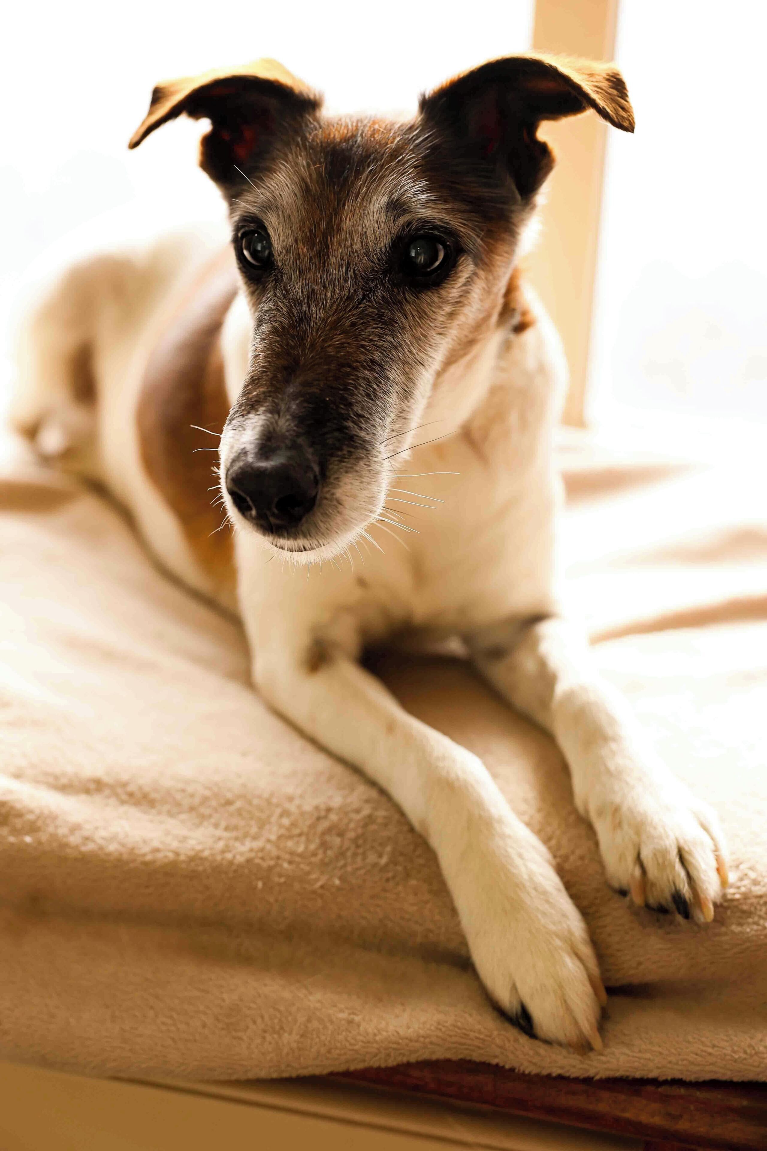 A dog lying on a soft, beige blanket.