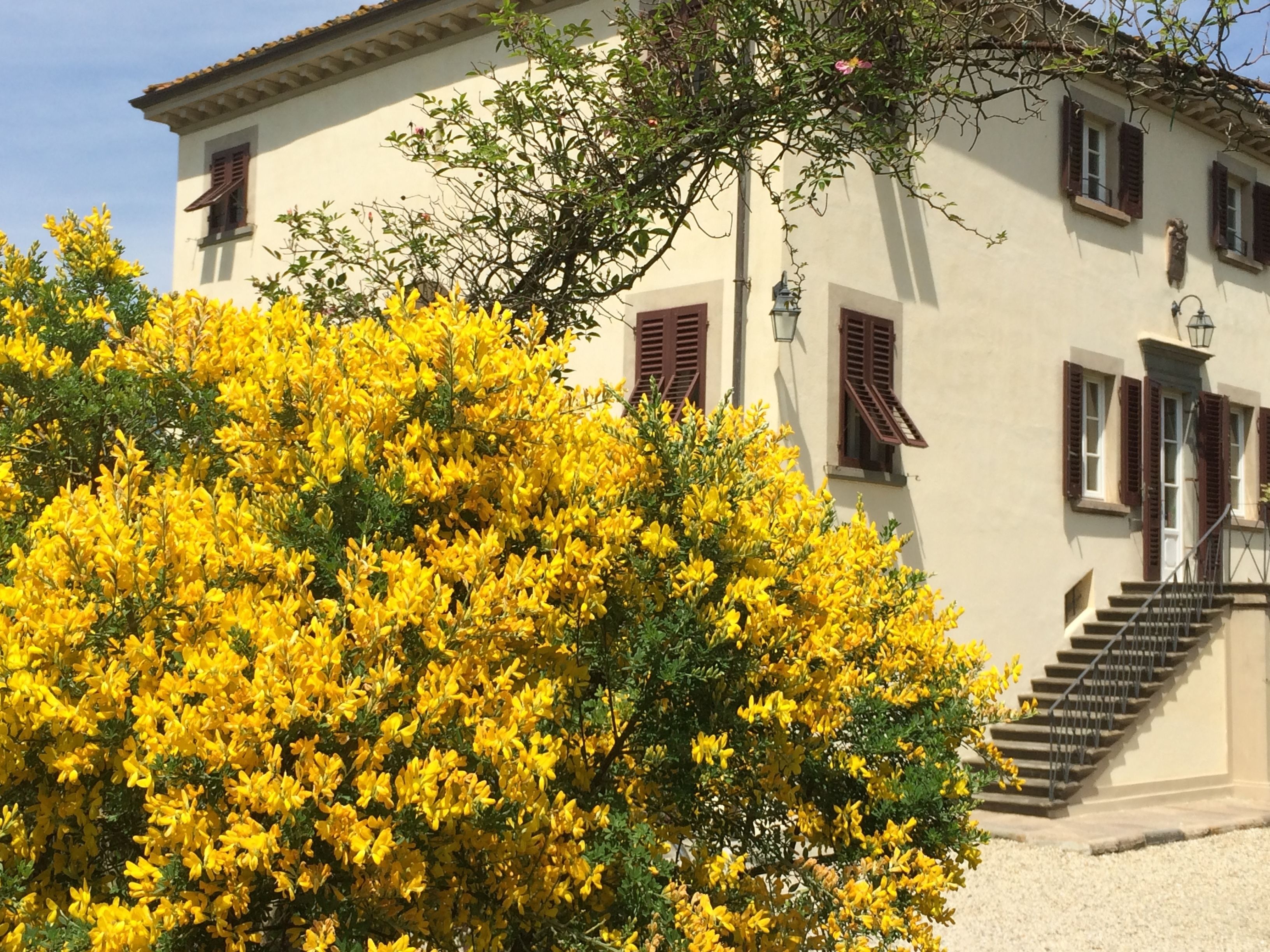 A building with a staircase leading to the entrance, surrounded by yellow flowering bushes.