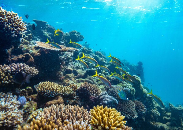 A coral reef with various types of corals and a school of yellow fish swimming above.