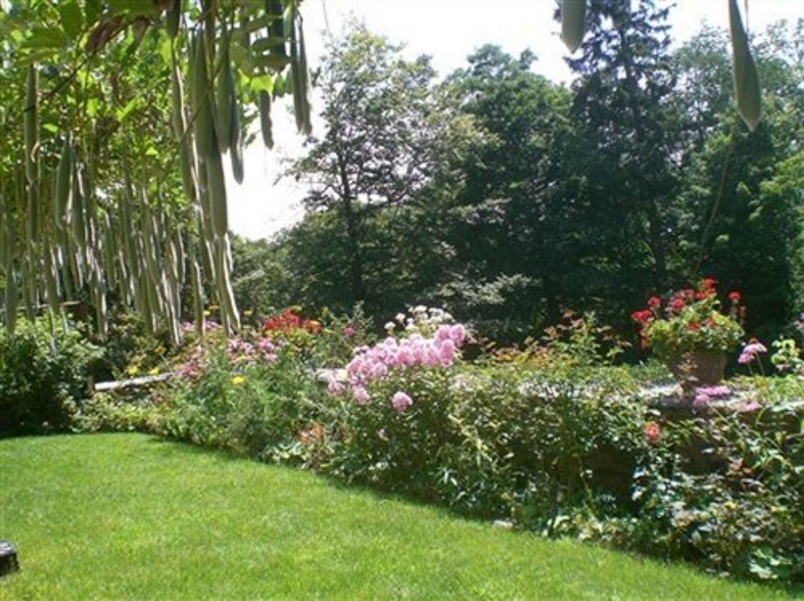 A lush garden with various plants and flowers.