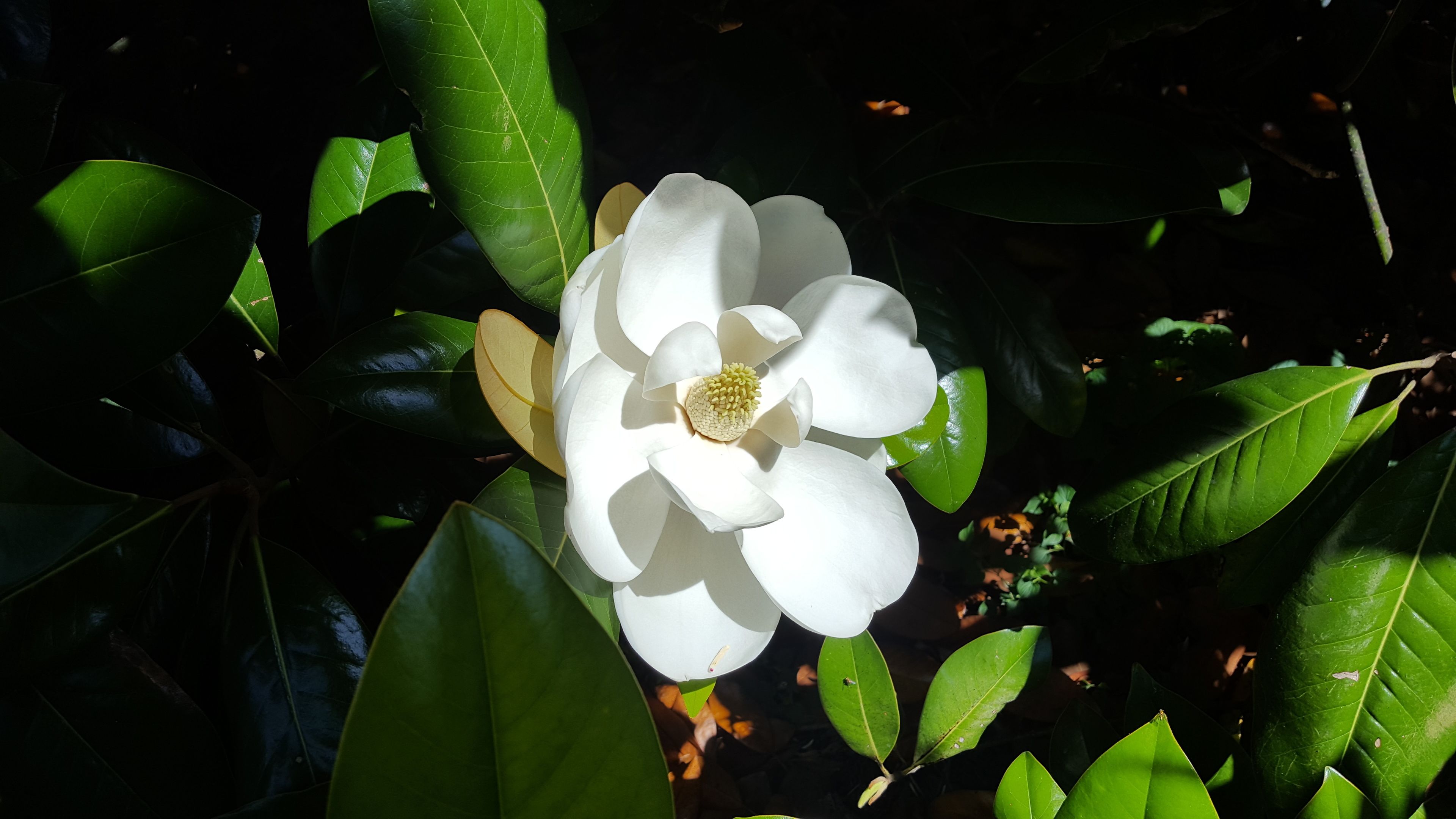 En vit blomma med ett gult mittparti, omgiven av gröna blad.