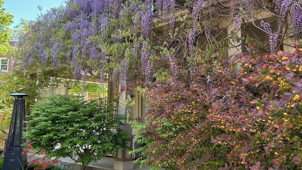 Um edifício com entrada coberta e área de jardim com trepadeiras roxas florescentes, flores vermelhas e diversos arbustos.