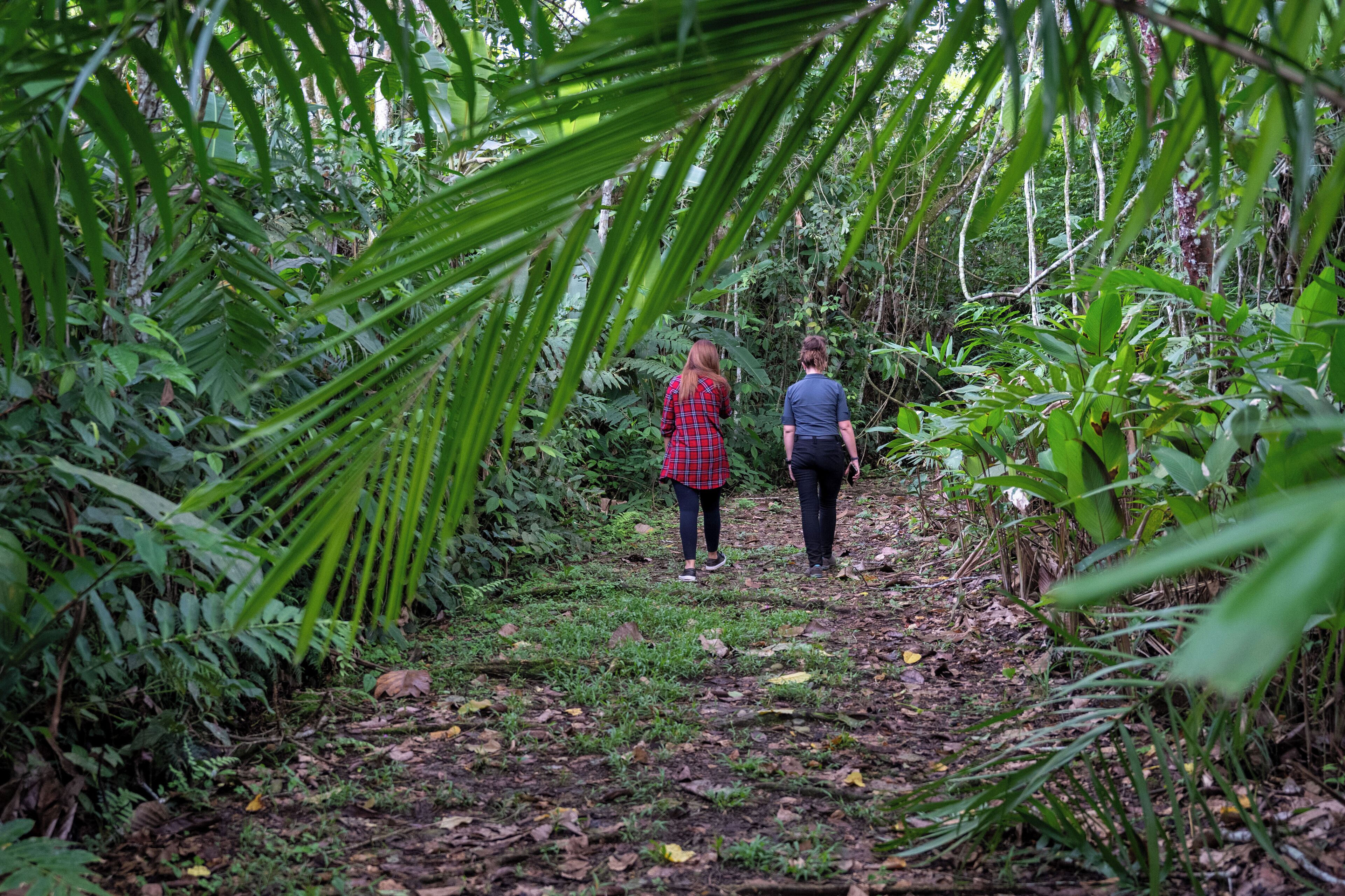 Un sendero estrecho en un bosque, flanqueado por una vegetación densa.