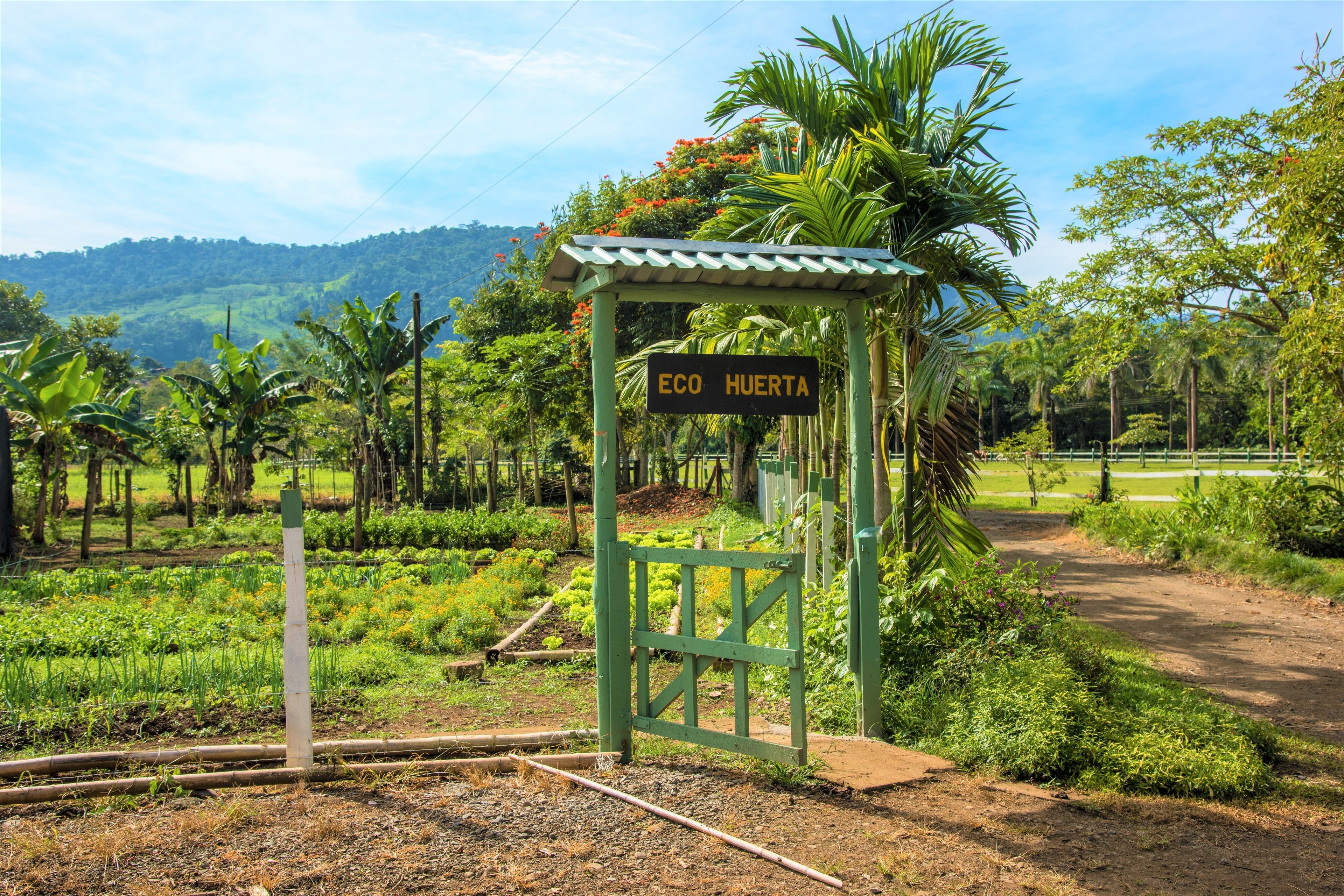 A green gate with a sign reading "ECO HUERTA" in a lush garden with banana trees and a mountain backdrop.