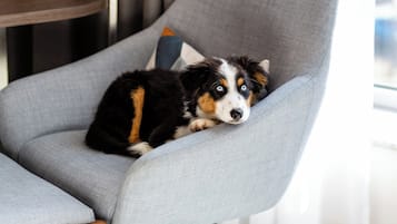 A dog resting on a grey armchair with a cushion.
