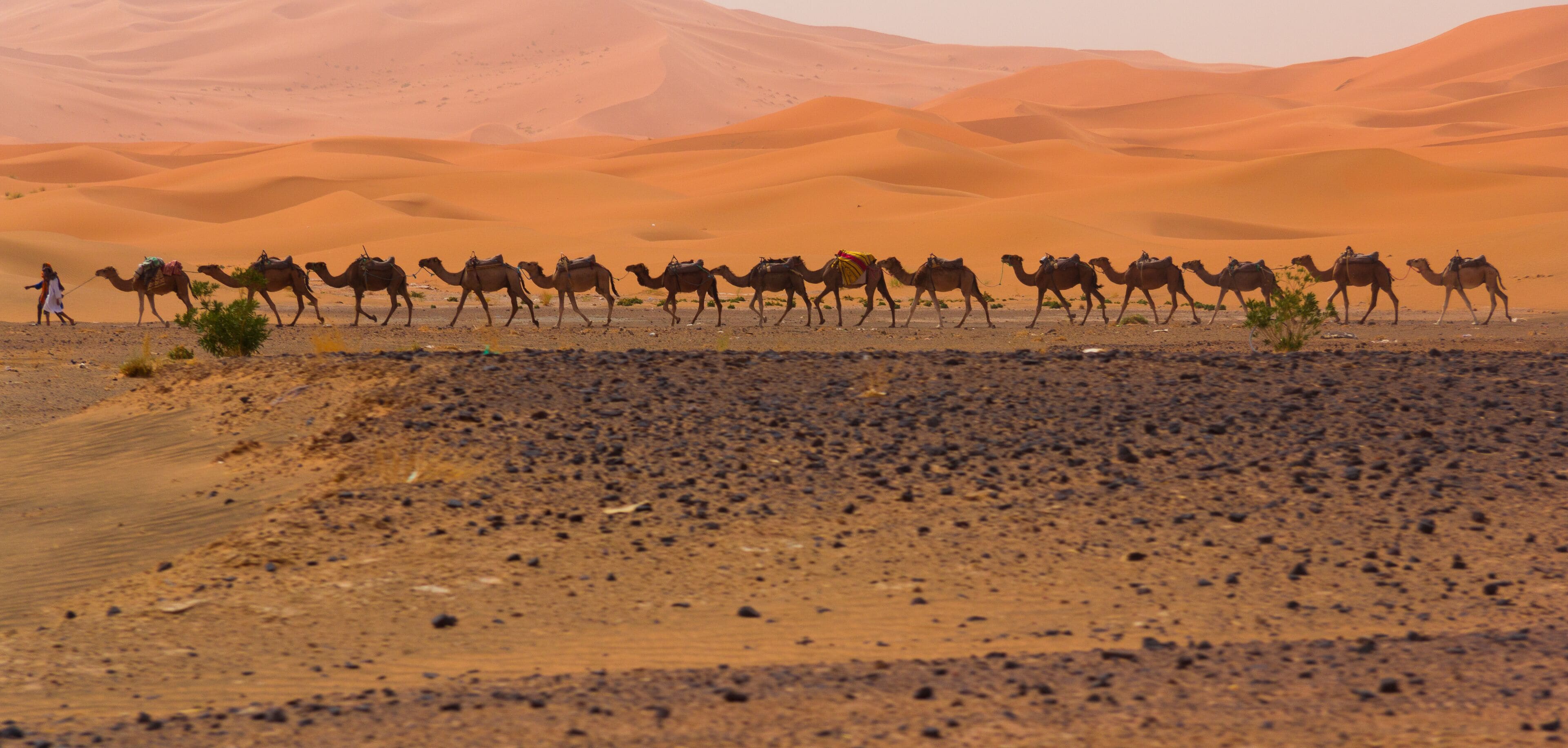 A desert landscape with a caravan of camels and a person leading them.