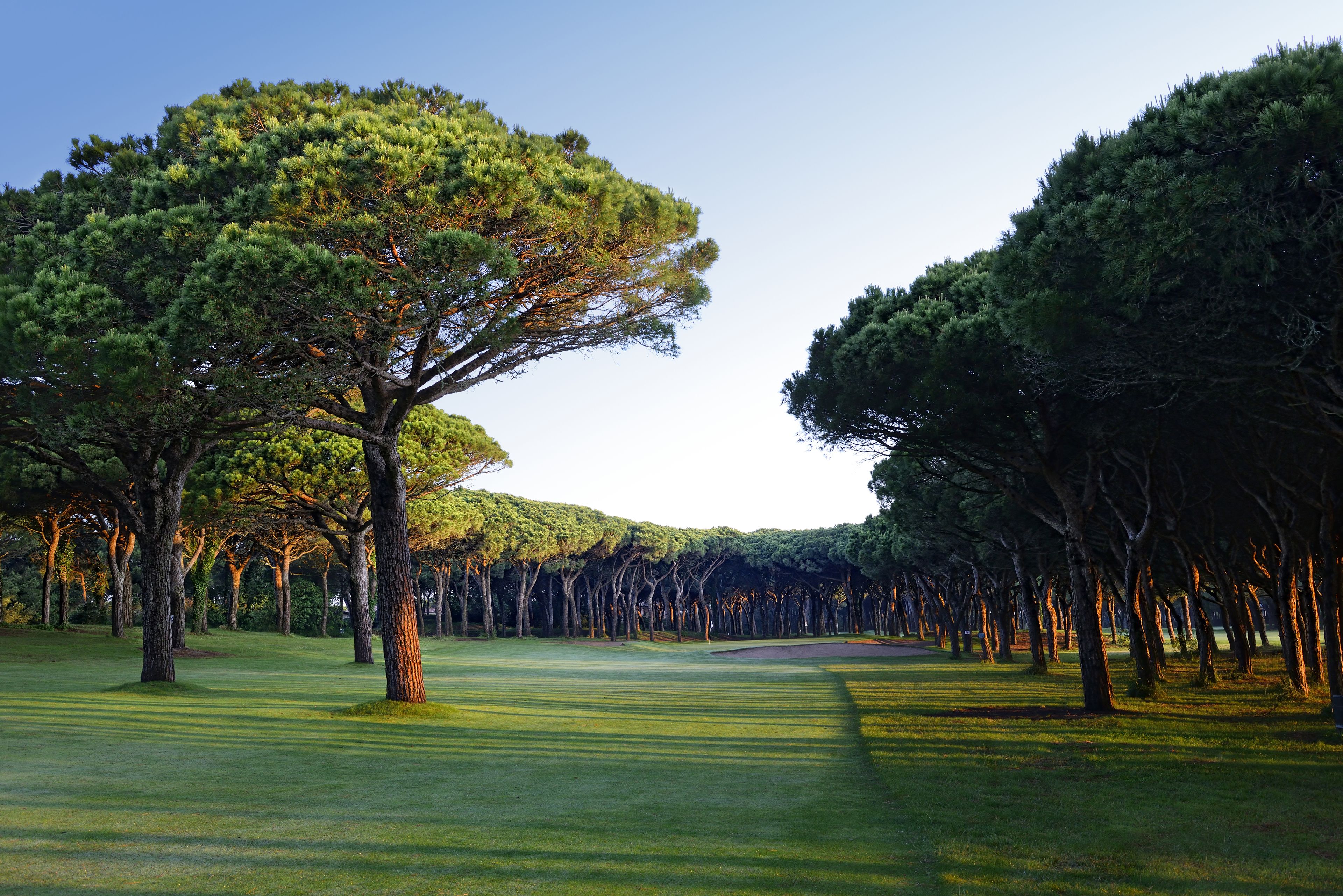 Un parcours de golf doté d’un fairway bien entretenu, de bunkers de sable et d’une rangée d’arbres imposants.
