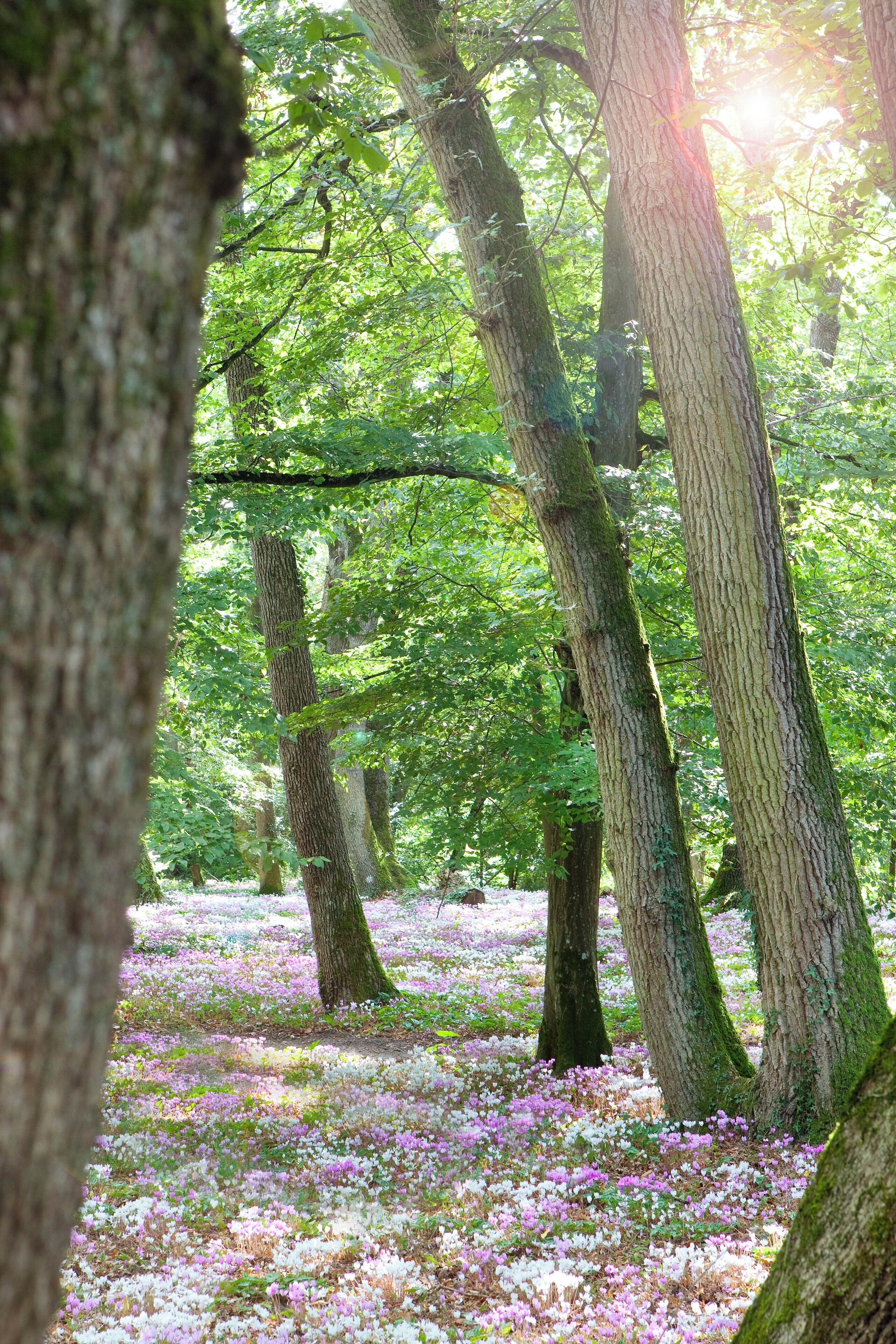 A forest with tall trees and a ground covered in pink flowers.