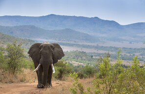 Un elefante camina por un sendero de tierra con un paisaje montañoso al fondo.