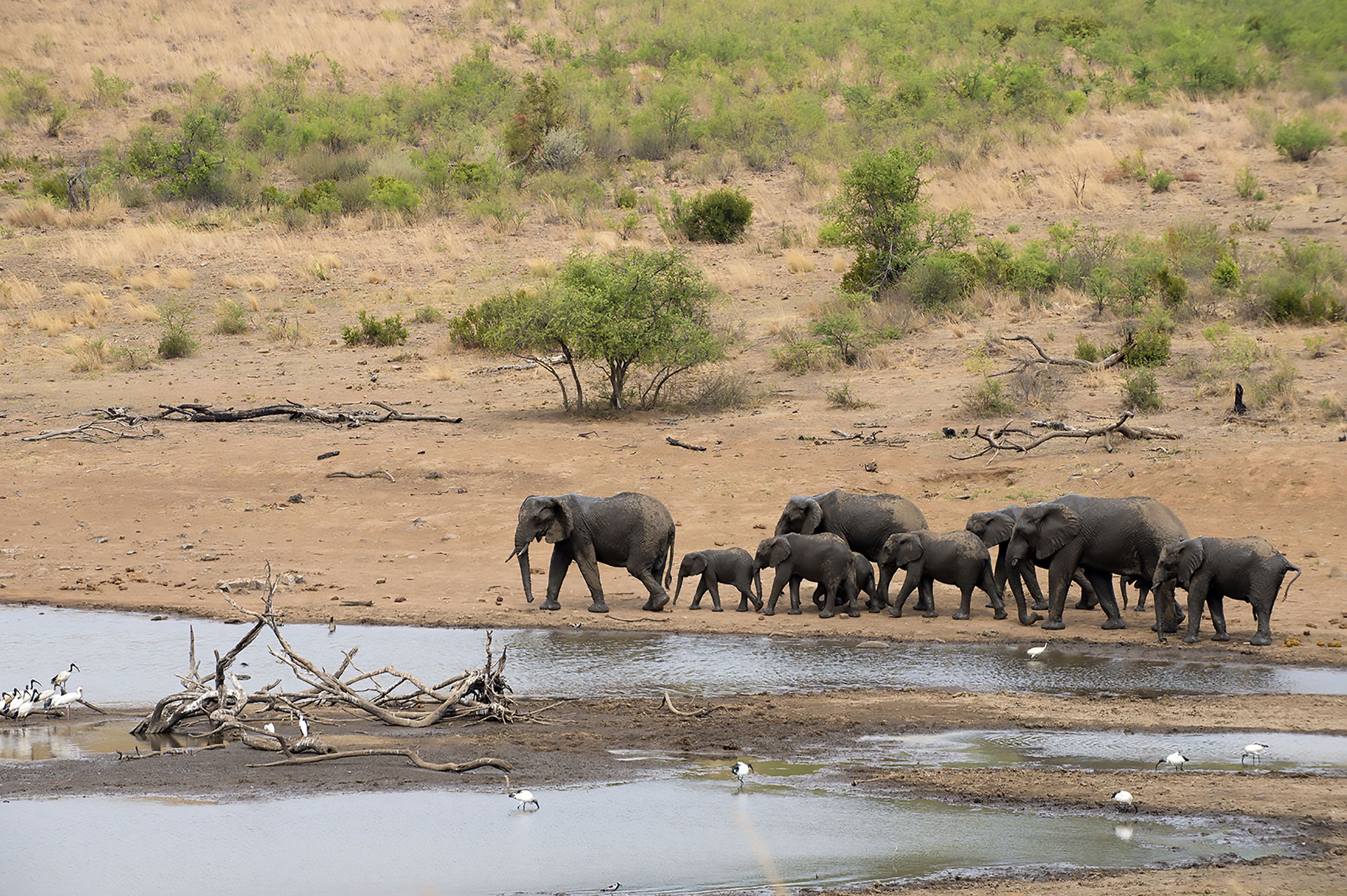 A group of elephants by a waterhole with sparse vegetation in the background.
