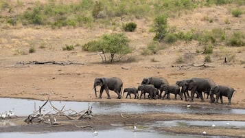 A group of elephants by a waterhole with sparse vegetation in the background.