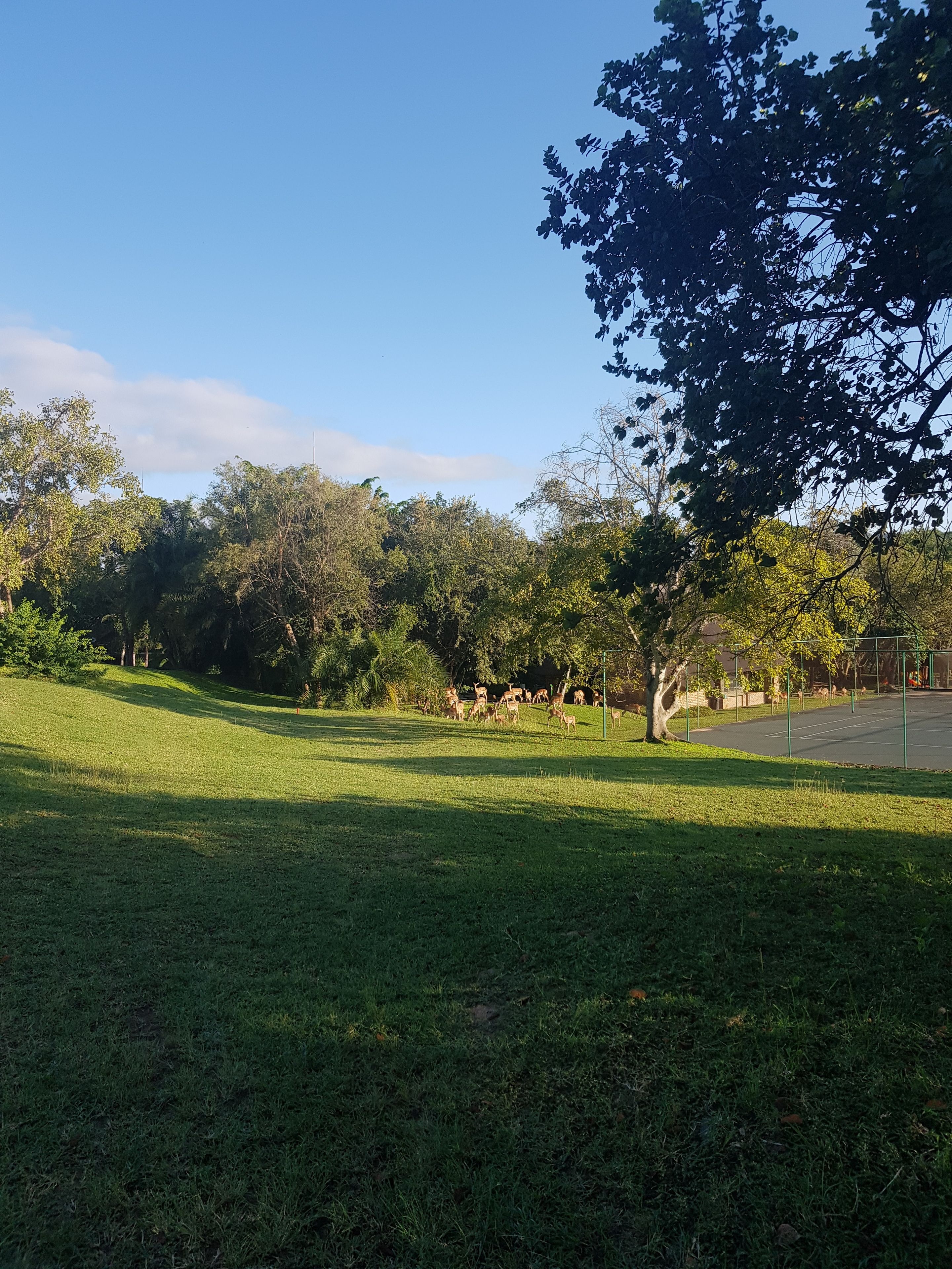 Un área de parque con césped, árboles y un parque infantil.