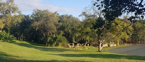 Un área de parque con césped, árboles y un parque infantil.
