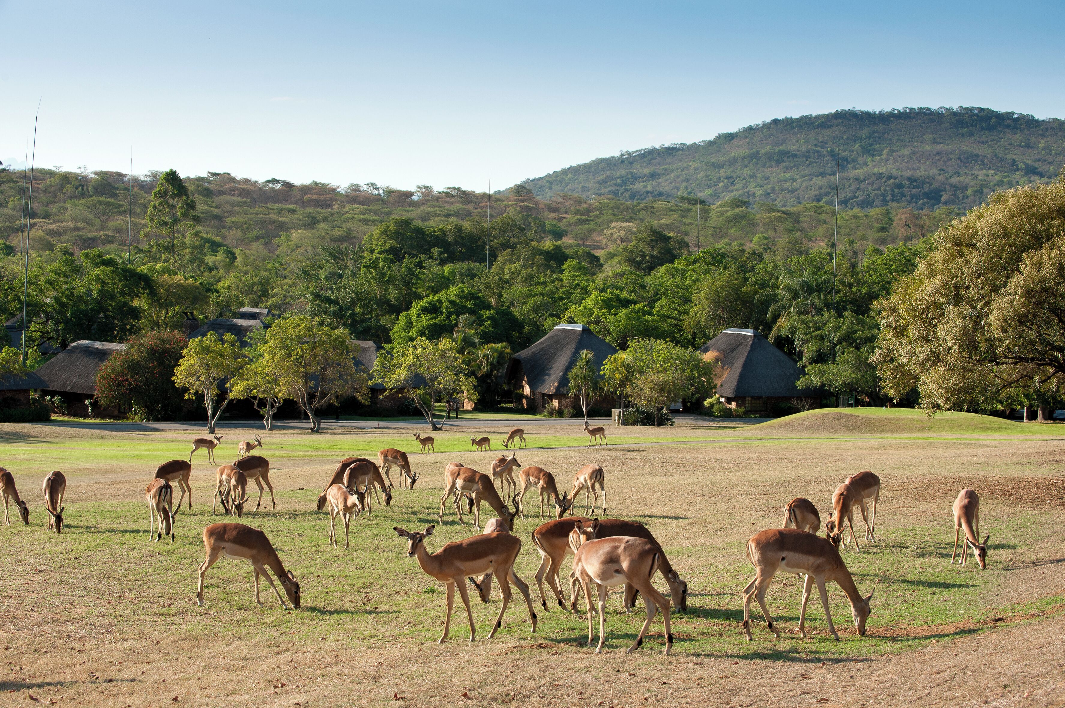 Un champ verdoyant où paissent des cerfs, entouré d’arbres et de bâtiments.