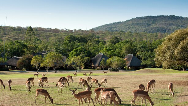 A grassy field with deer grazing, surrounded by trees and buildings. - Kruger Park Lodge (Mbombela)