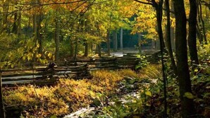 A forest scene with a wooden bridge and dense foliage.