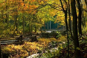 A forest scene with a wooden bridge and dense foliage.