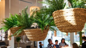 Cestas tejidas colgantes con follaje verde en un espacio interior moderno.