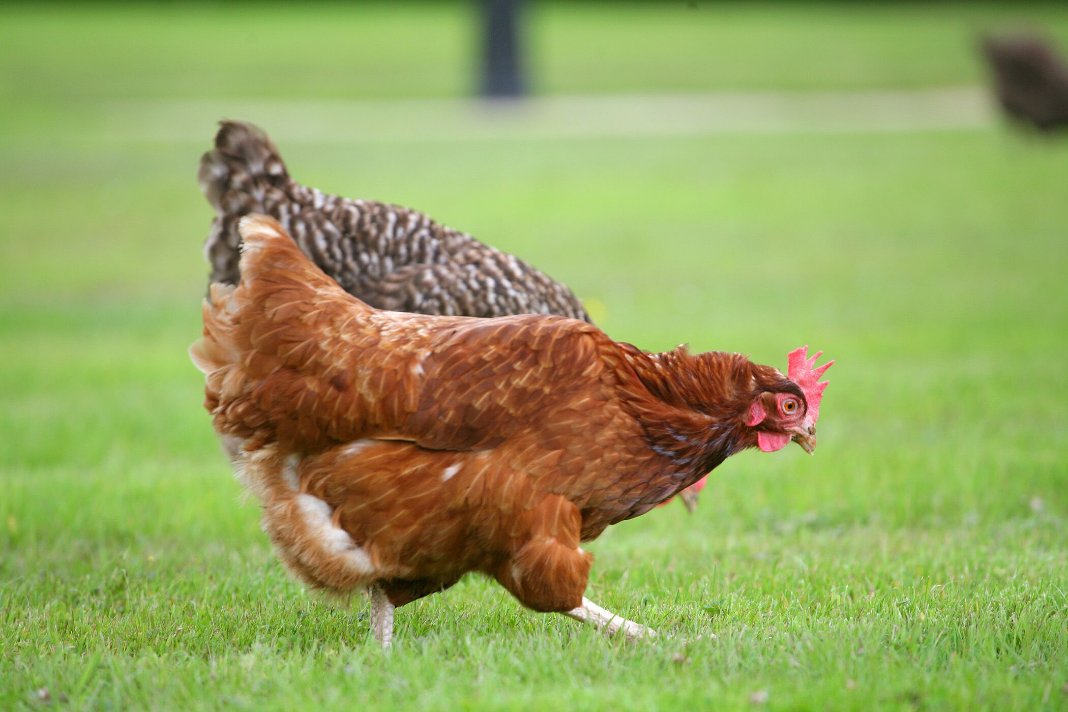 Un poulet qui marche dans l’herbe.