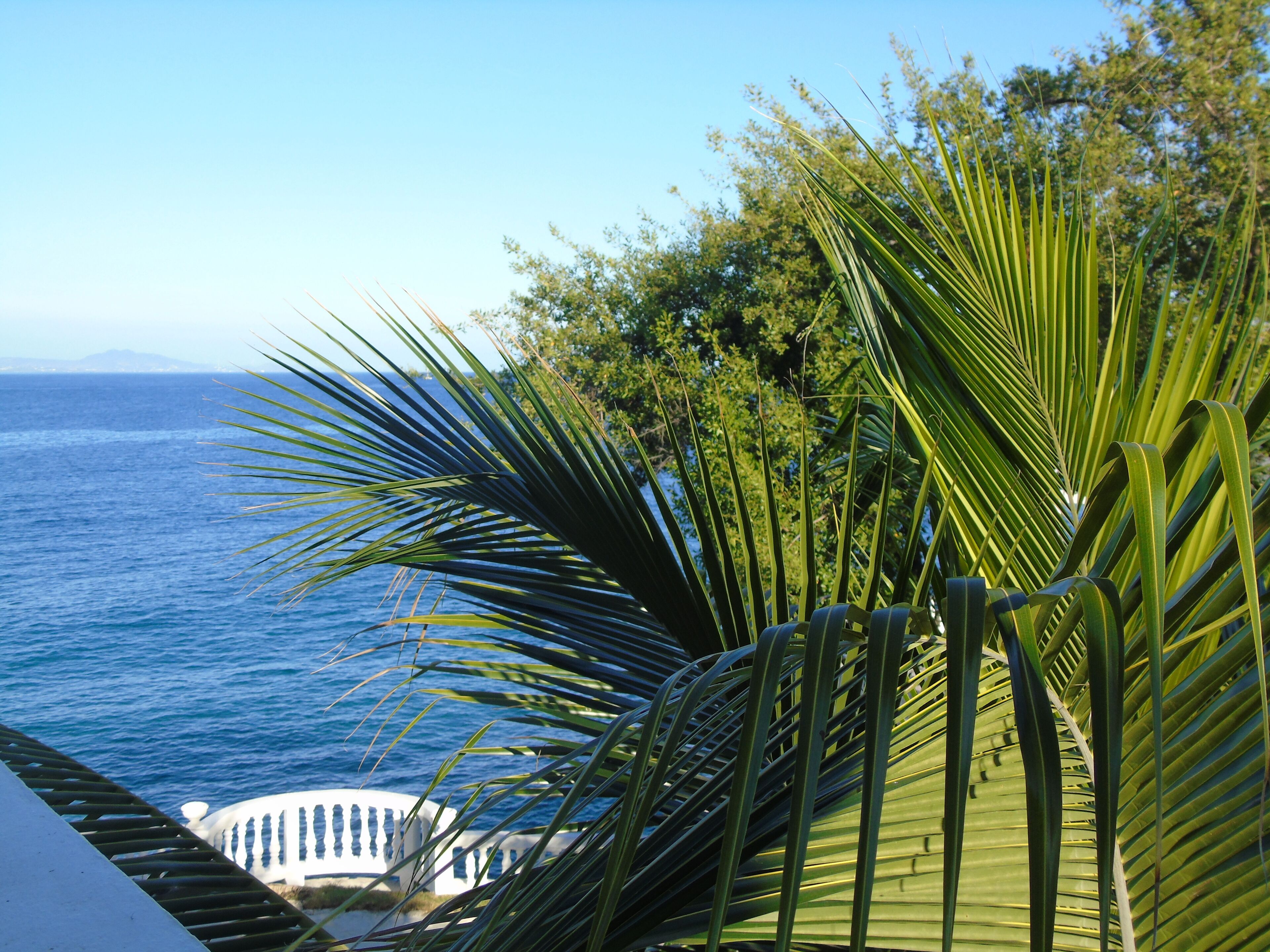 A coastal view with palm trees and a white railing overlooking the ocean.