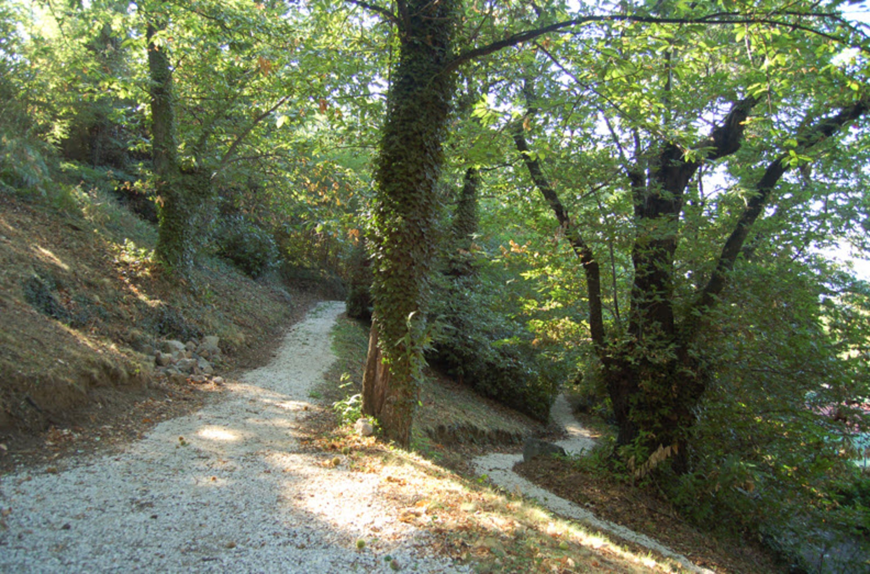 Un sendero arbolado con árboles y un camino de grava.