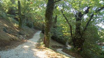 Un sendero arbolado con árboles y un camino de grava.