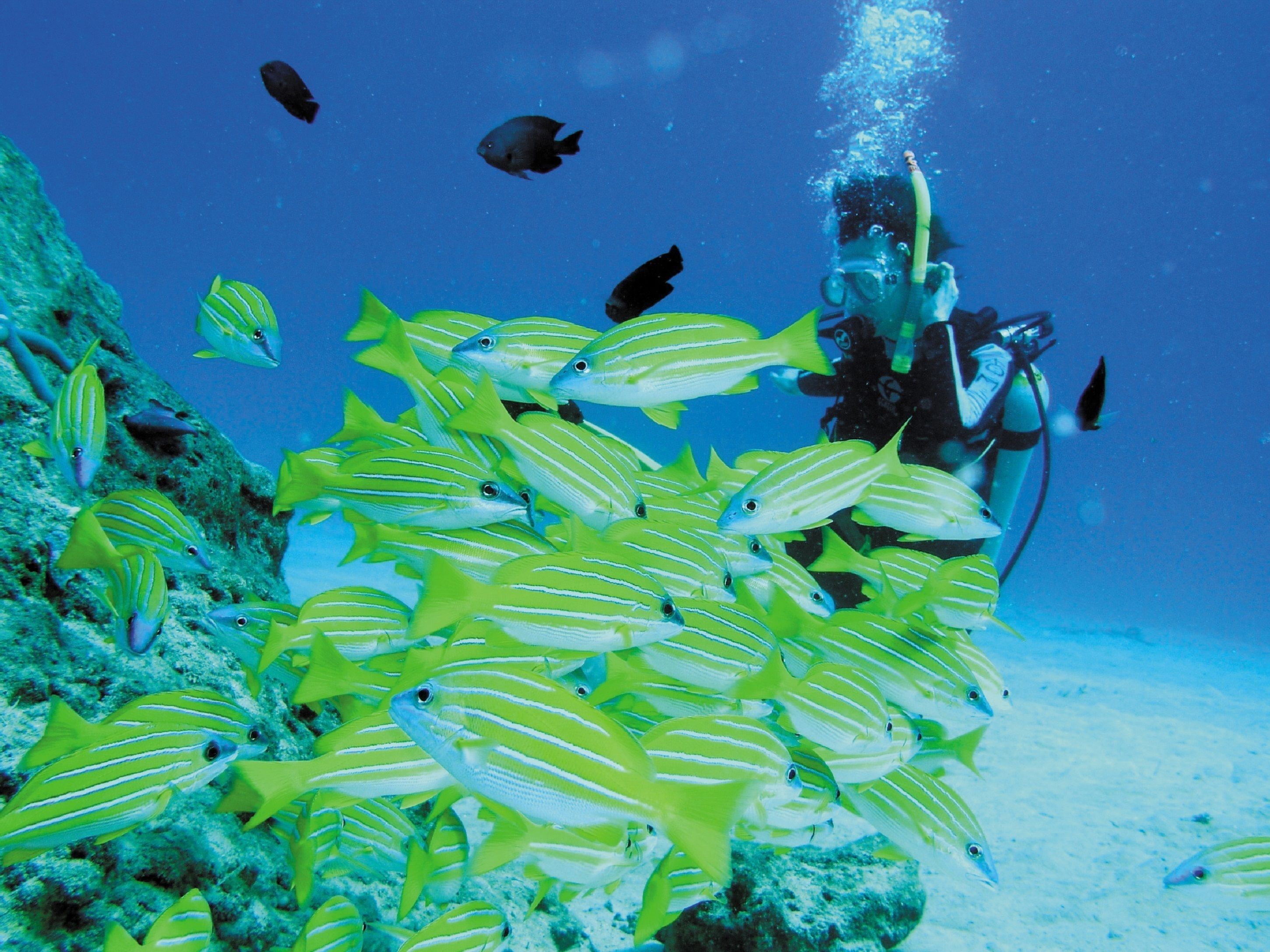 A diver surrounded by a school of yellow-striped fish in an underwater environment.