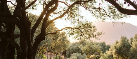 A rustic outdoor dining setup with a table and benches under a large tree, surrounded by natural vegetation and a distant mountain.