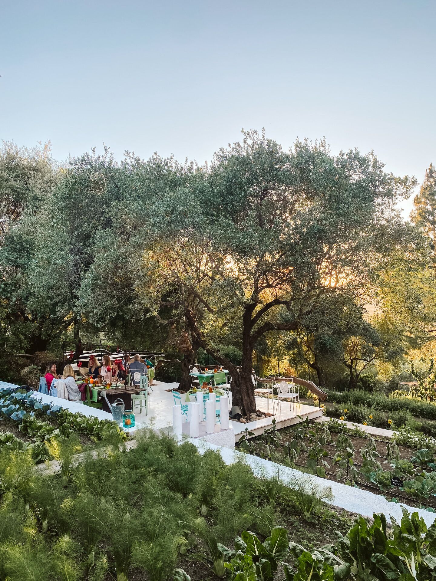 Un área de comedor al aire libre con mesas y sillas, rodeada de árboles y follaje.