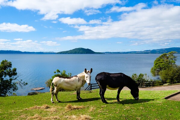 Dois cavalos pastando perto de um lago, com uma montanha ao longe e uma cerca de madeira.