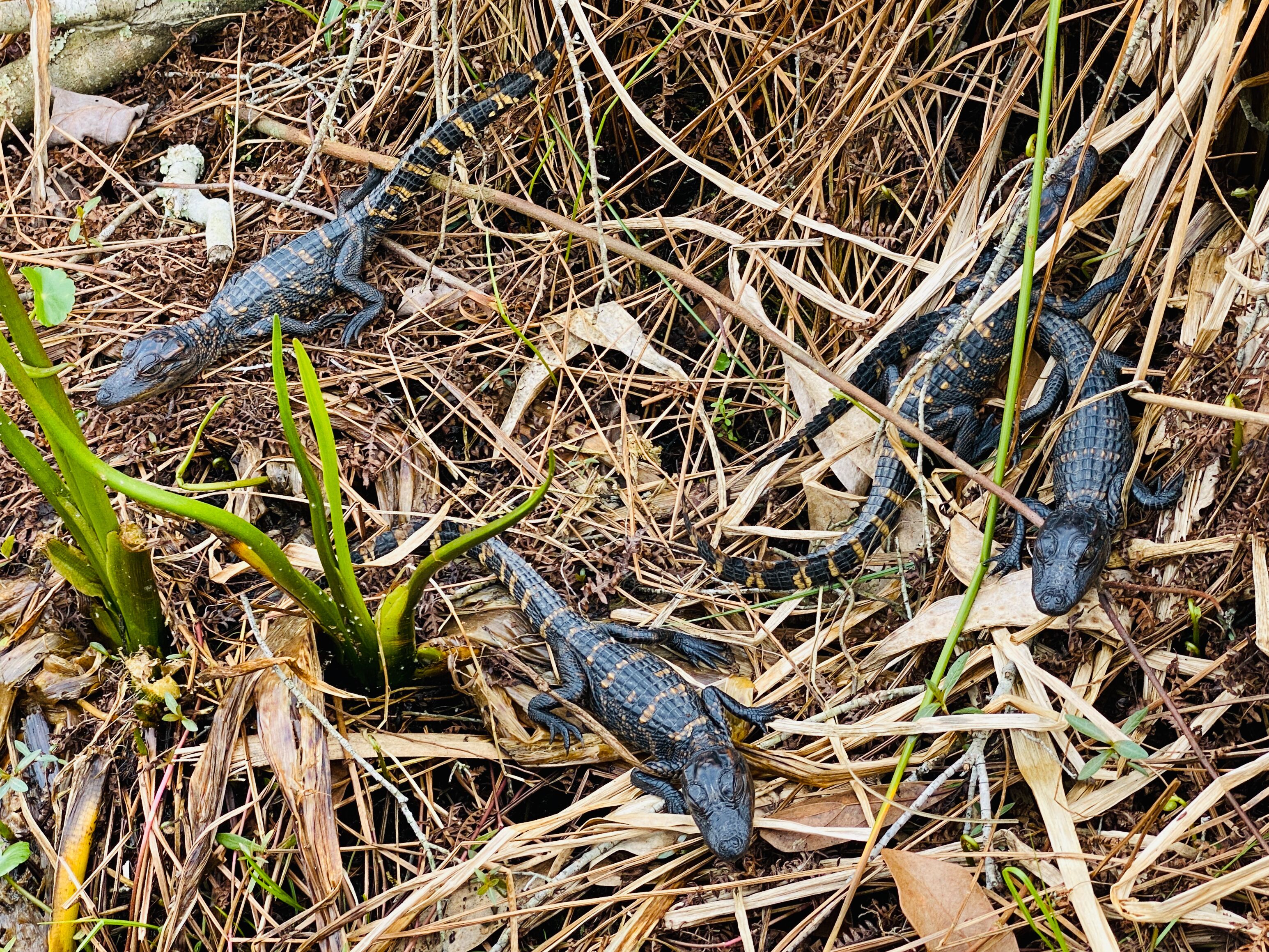 A group of alligators resting on dry, leaf-covered ground with sparse vegetation.