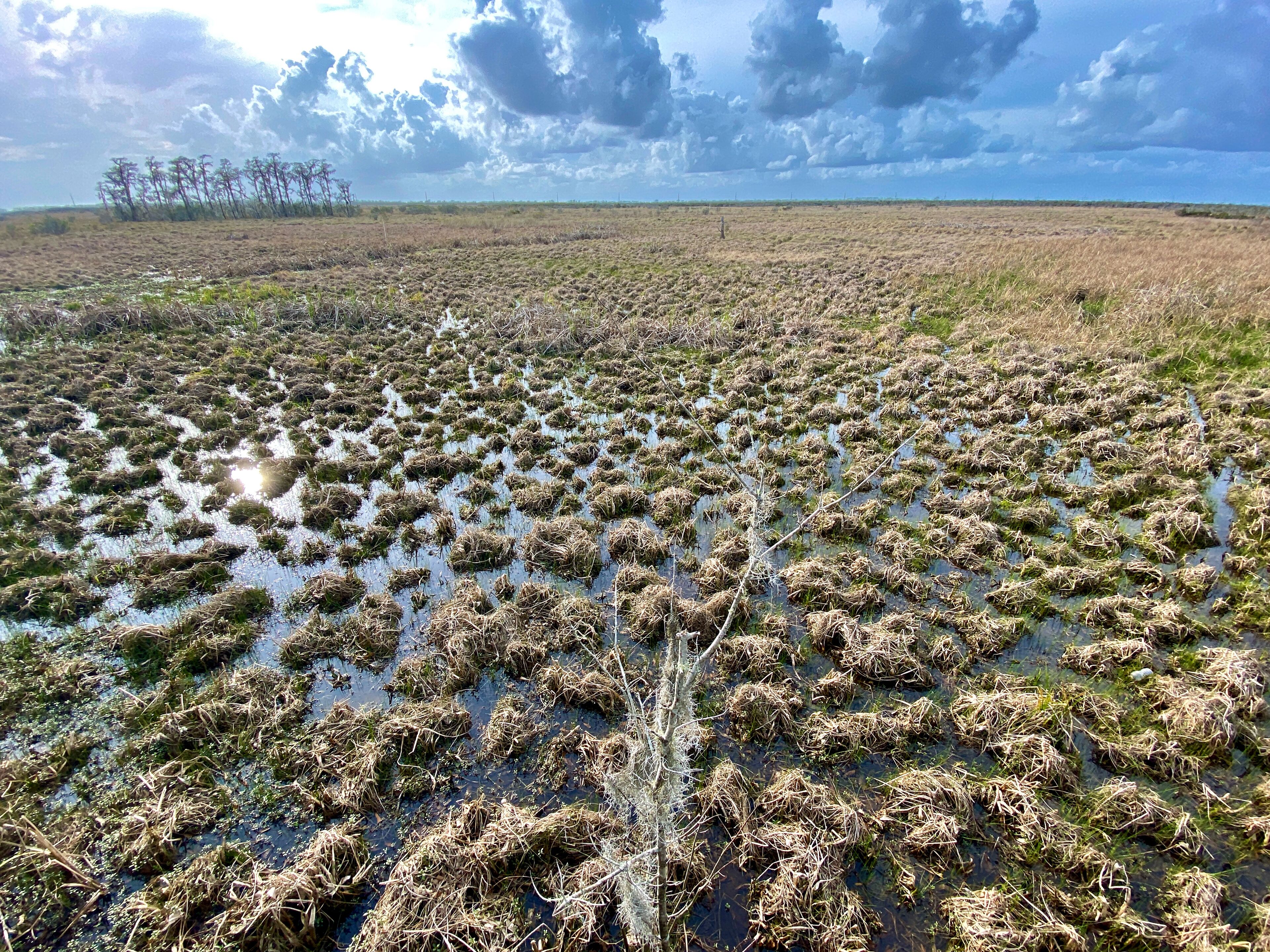 A vast wetland area with waterlogged vegetation and a distant tree line under a cloudy sky.