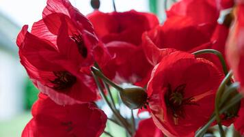 A close-up of red poppies with visible buds and petals.