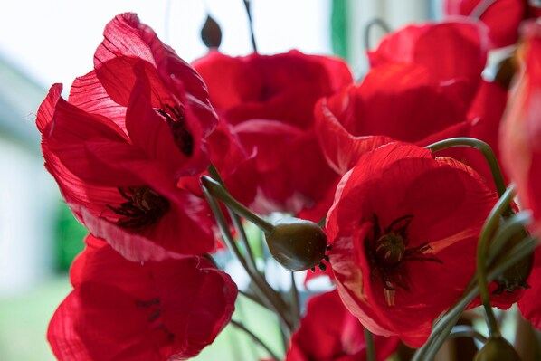 A close-up of red poppies with visible buds and petals.