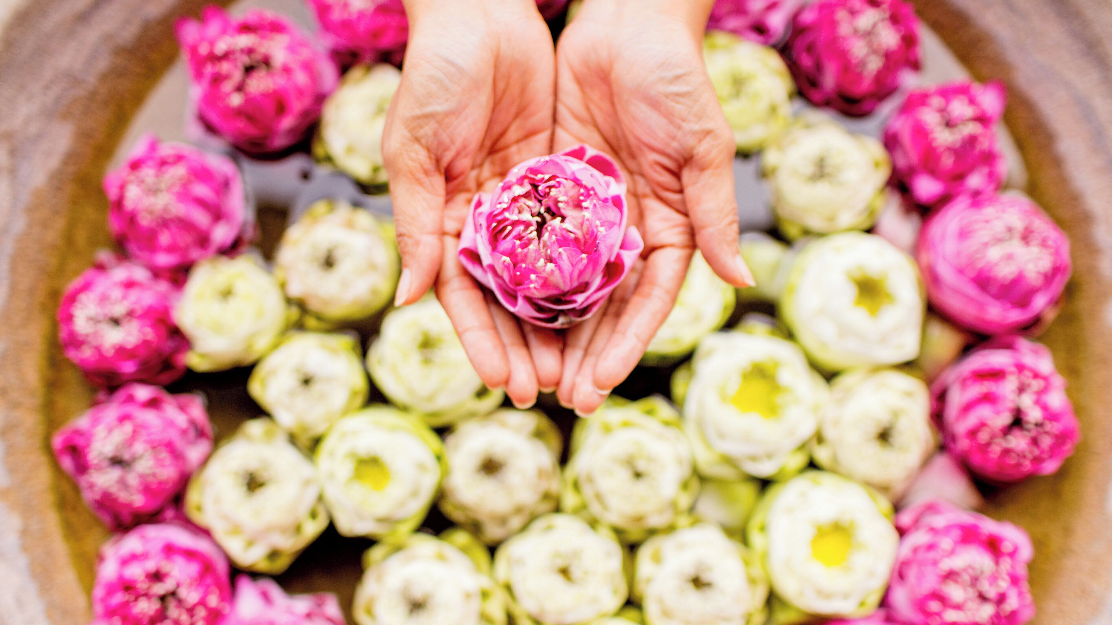 Des mains tenant une seule fleur au milieu d’un ensemble de fleurs semblables.