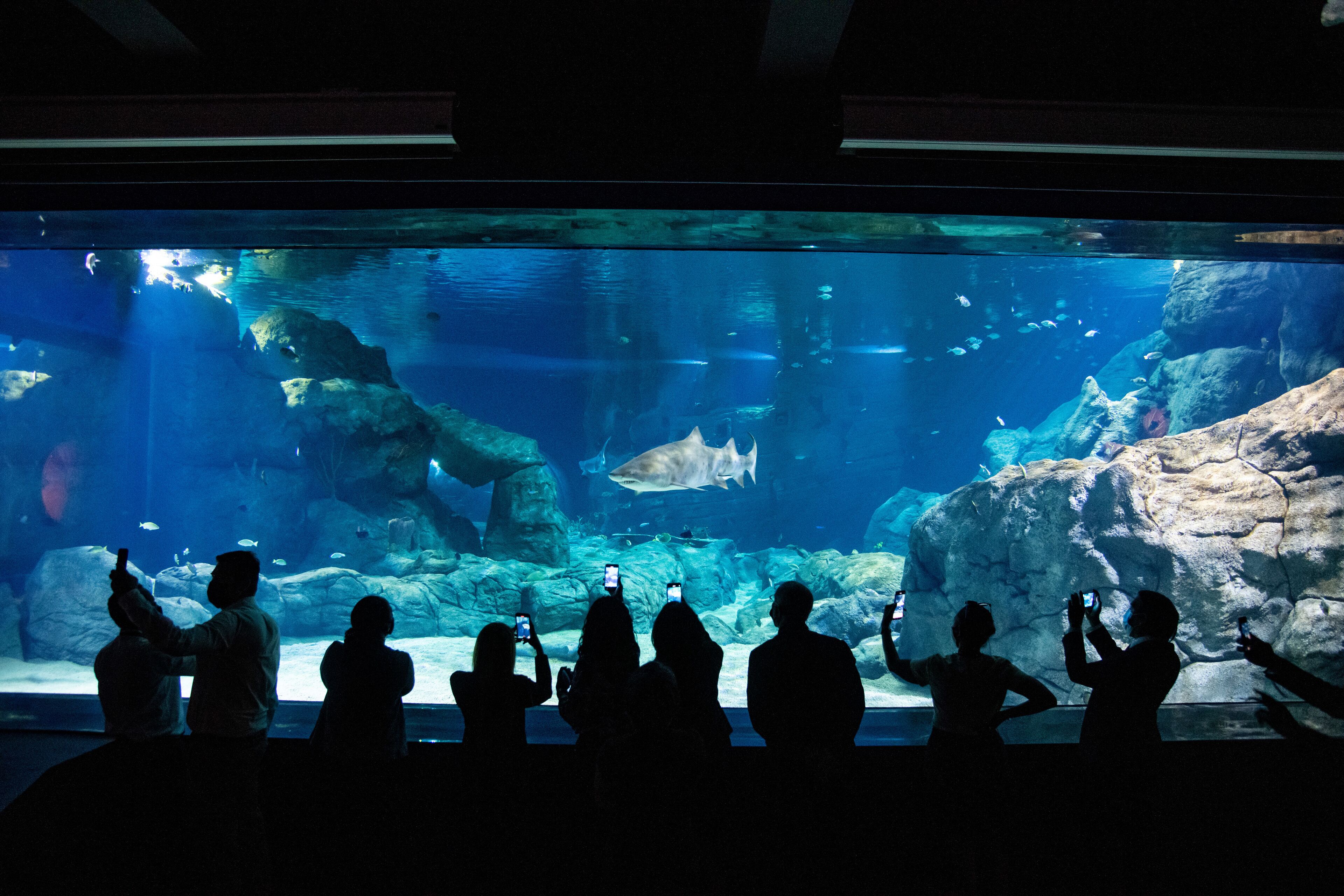 A large aquarium with various fish and rocks, viewed by several people taking photos.