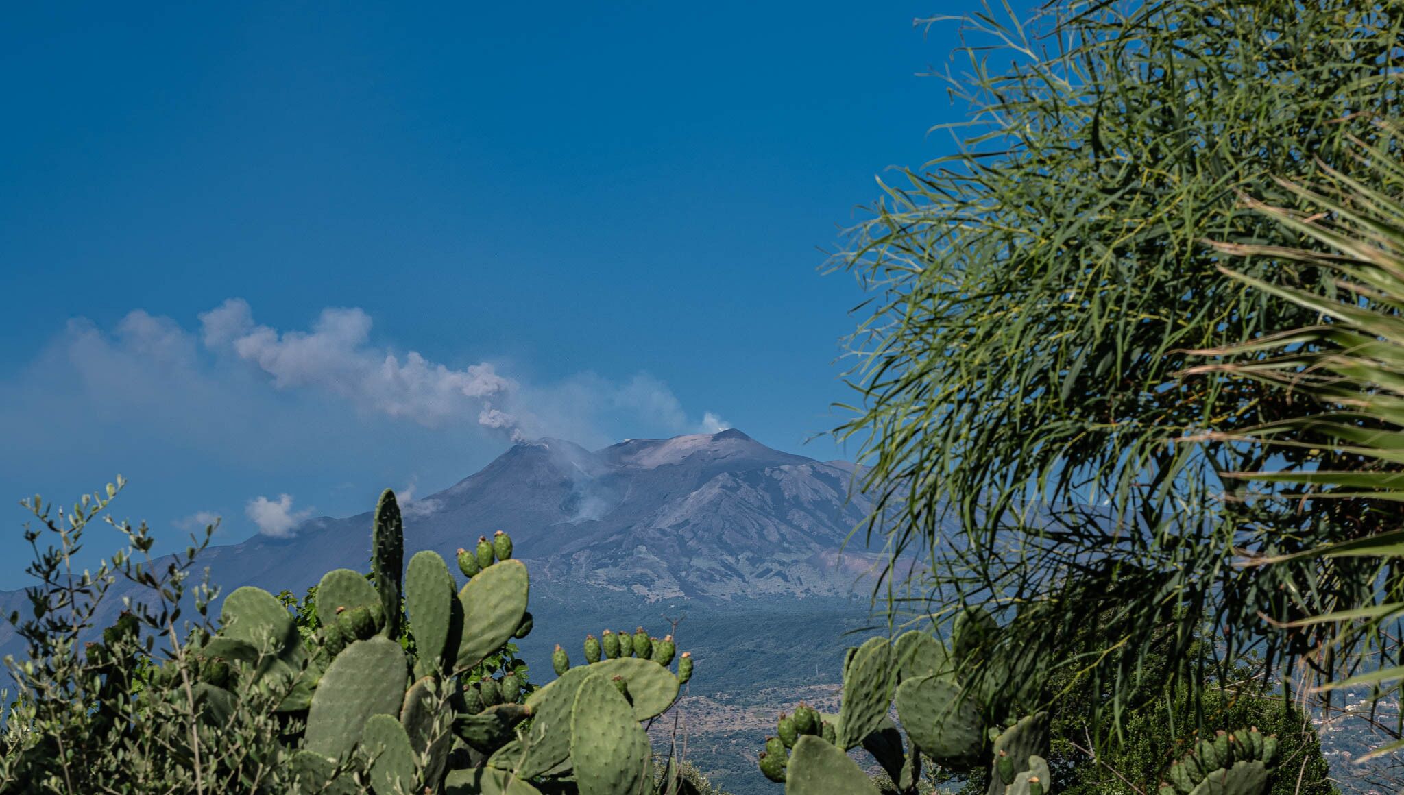 Una montaña con cielo despejado y cactus en primer plano.