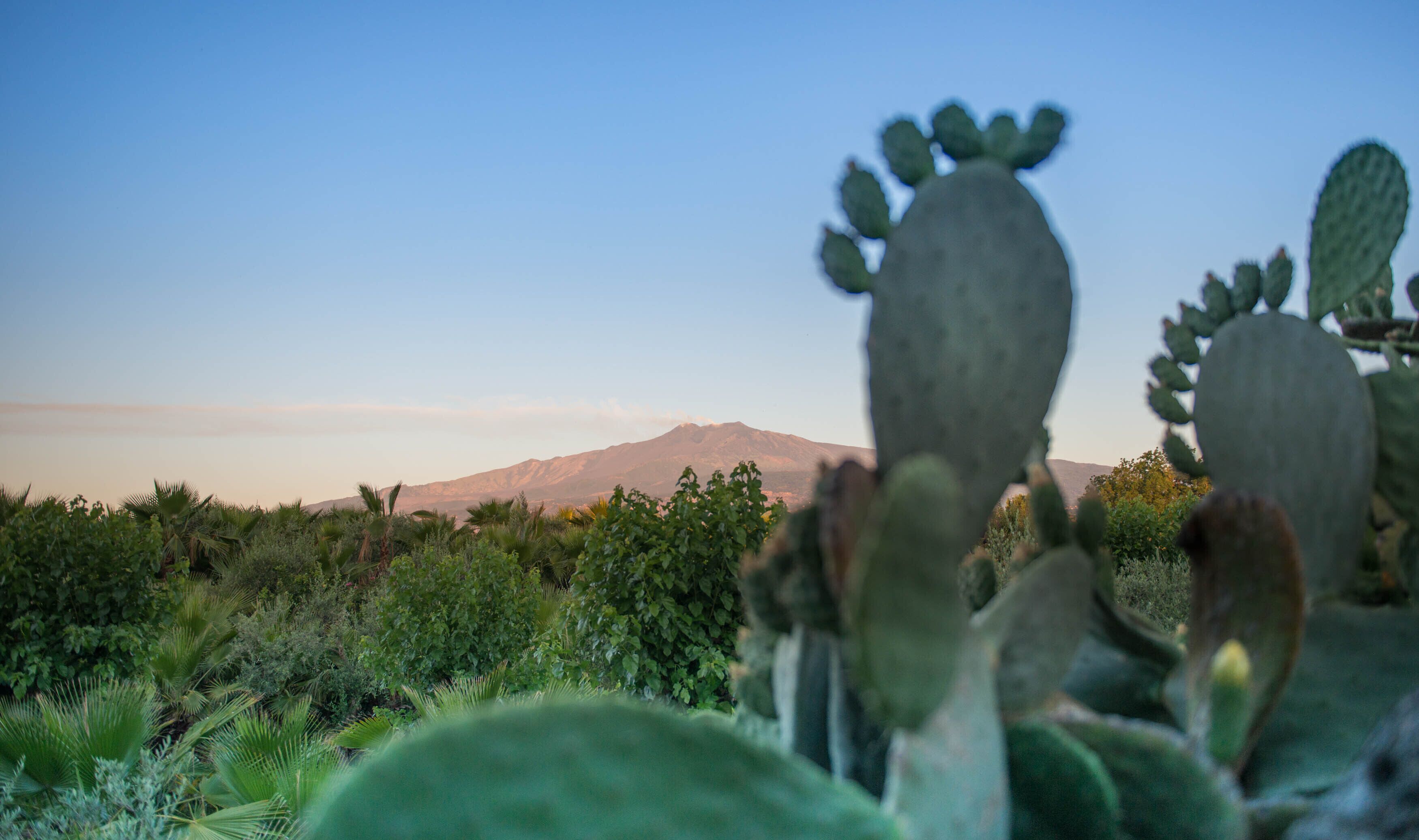 A cactus plant in the foreground with a mountain in the background.