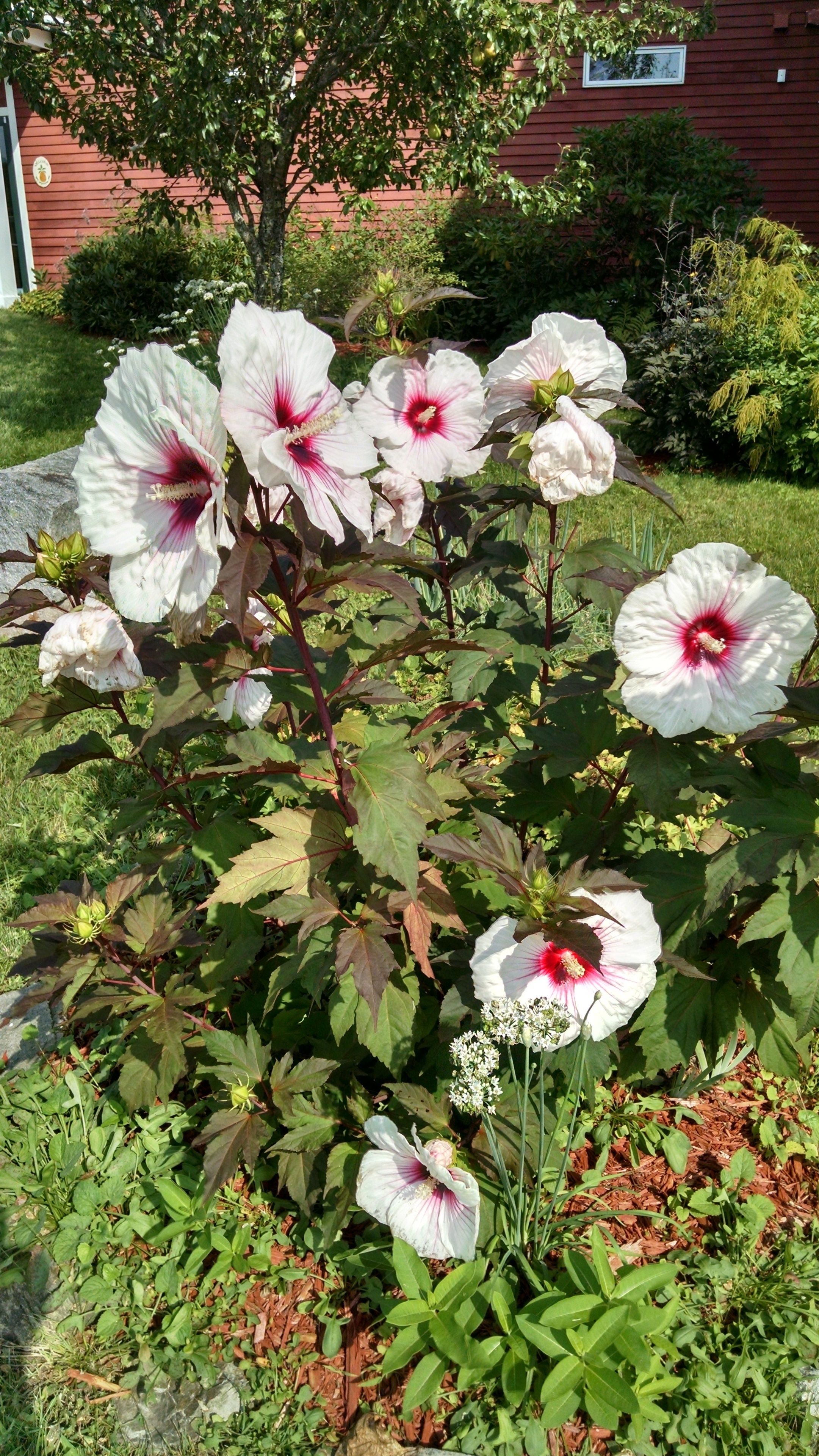 A garden with blooming flowers and a red building in the background.