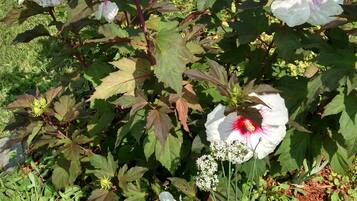 A garden with blooming flowers and a red building in the background.